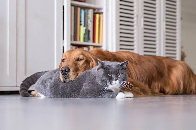 How to Keep your House Clean living with Pets
