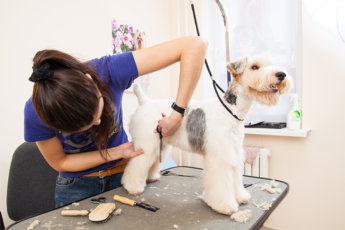 Tipping your pet groomer