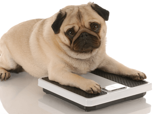 Pet obesity and health