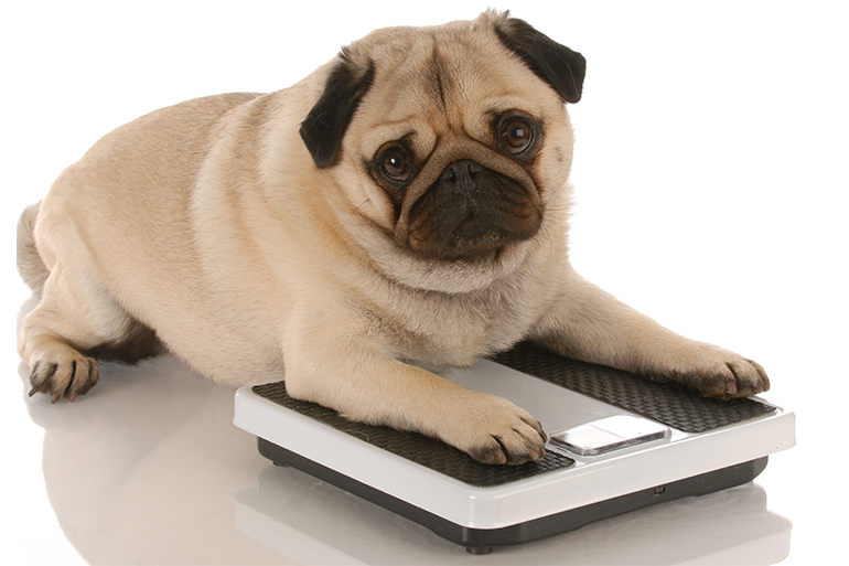 Pet obesity and health
