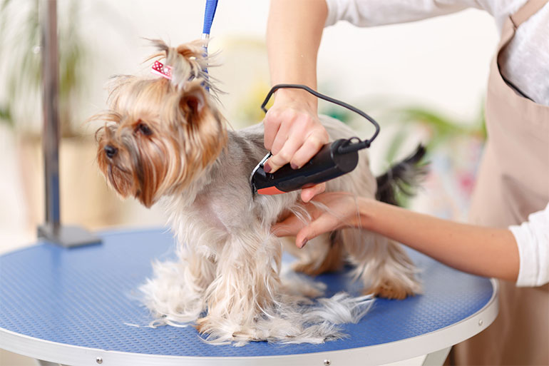 How to Become a Professional Pet Groomer