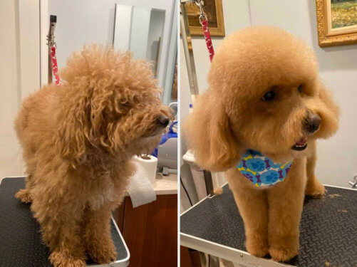 Before and after Groomit dog