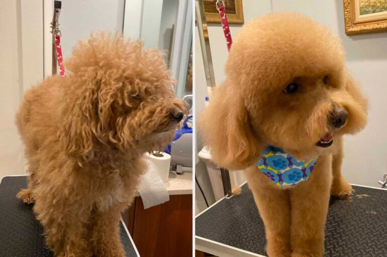 Before and after Groomit dog