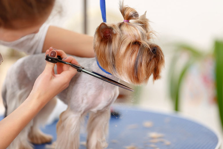InHome Pet Grooming The Best and Safest Choice!