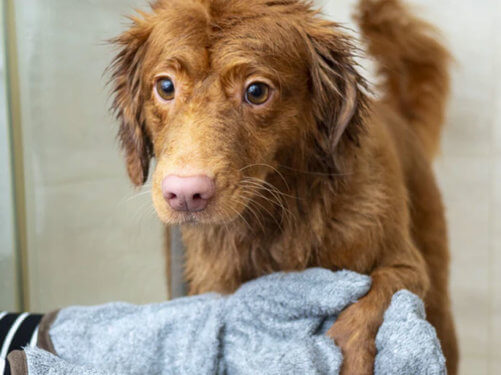 dog Grooming near me