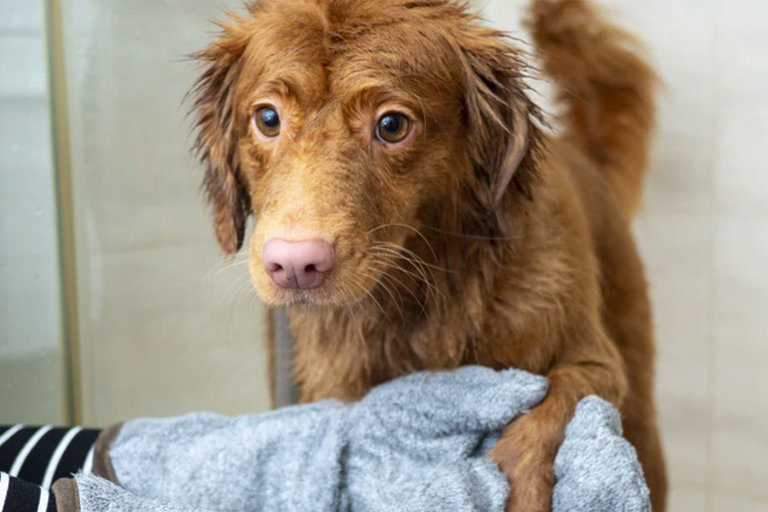Grooming an Anxious Dog How to Safely Groom Your Pup