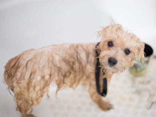dog Grooming near me