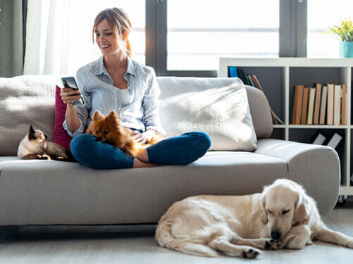 In-home pet grooming