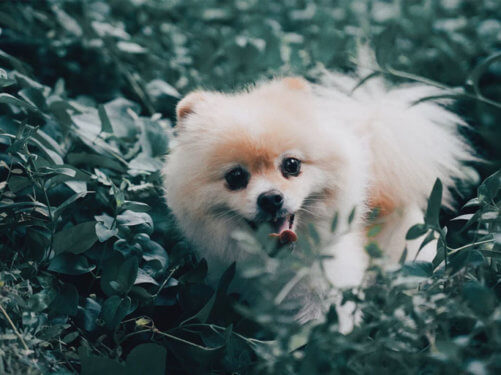 dog Grooming near me