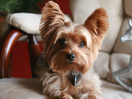 Pet grooming cost comparison