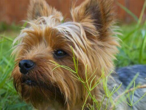 Pet Grooming near me Yorkshire Terrier photo