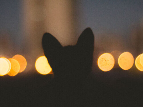 cat Grooming near me