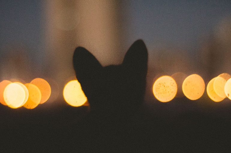 cat Grooming near me