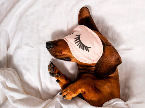 Dog sleeping in bed