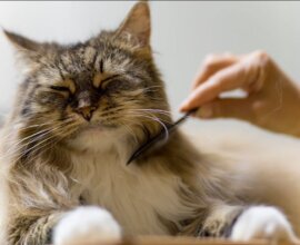 A Guide to Cat Grooming NYC
