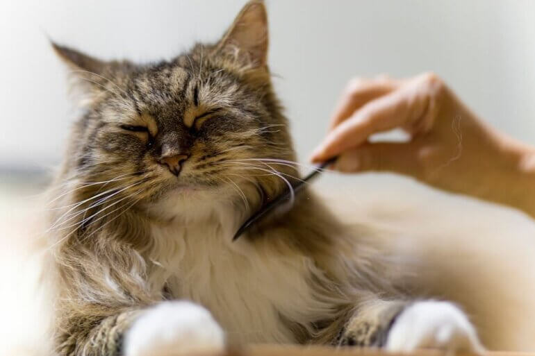 A Guide to Cat Grooming NYC