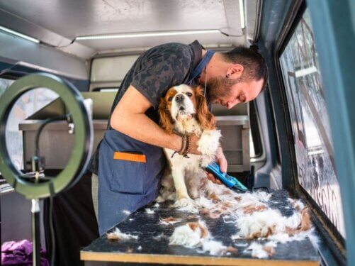 Benefits of Mobile Dog Grooming