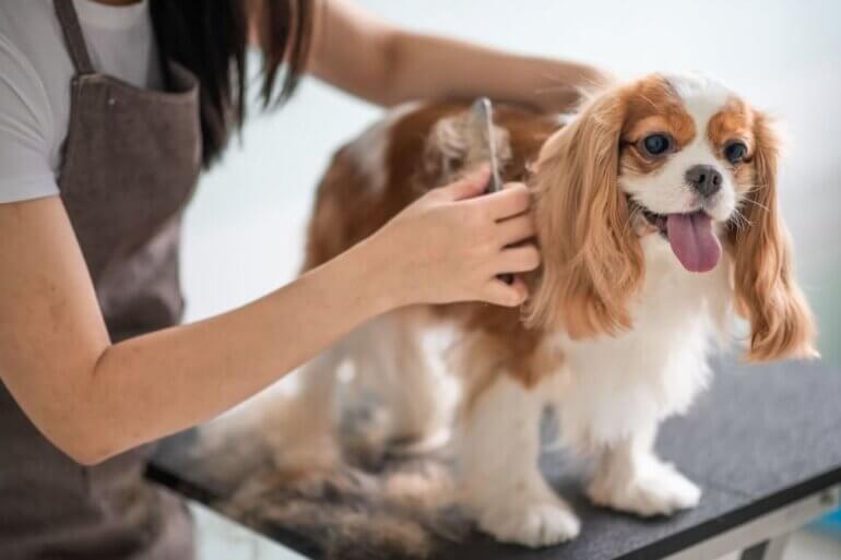 home pet grooming