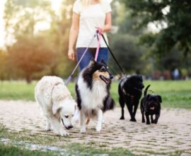 6 Things We Learned About Pet Care