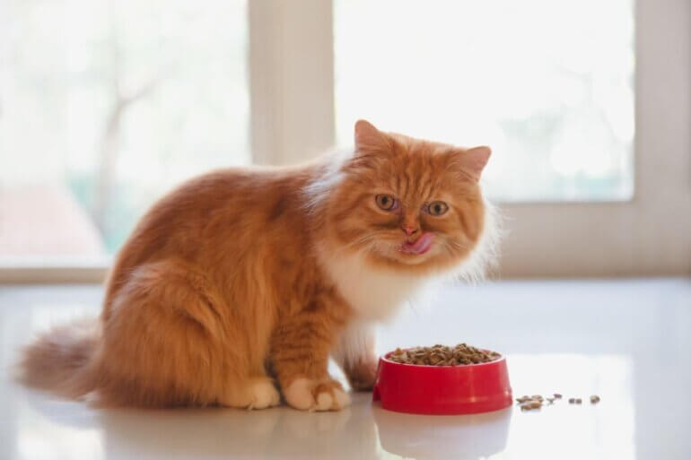 Tips to Keep Your Cat Looking Healthy and Gorgeous