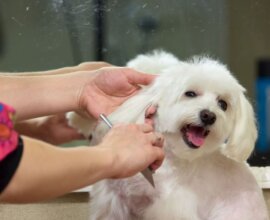 Happy dog being groomed by its owner