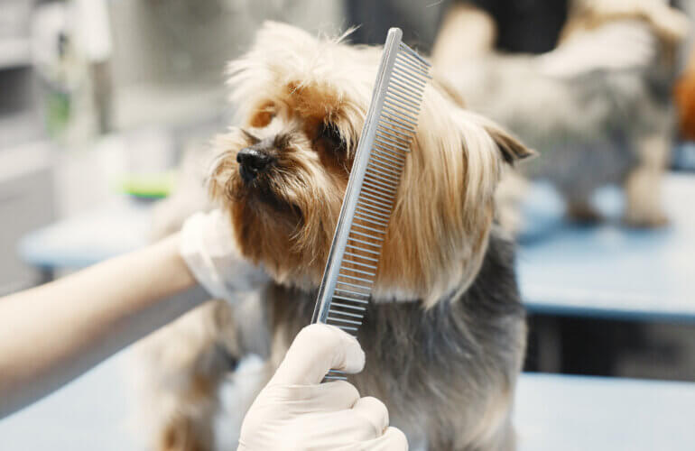 Professional pet groomer with a dog and a cat