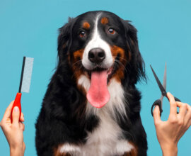 Dog being groomed at a professional grooming salon