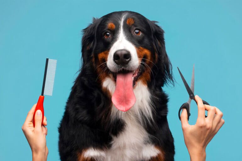 check list for dog grooming near me