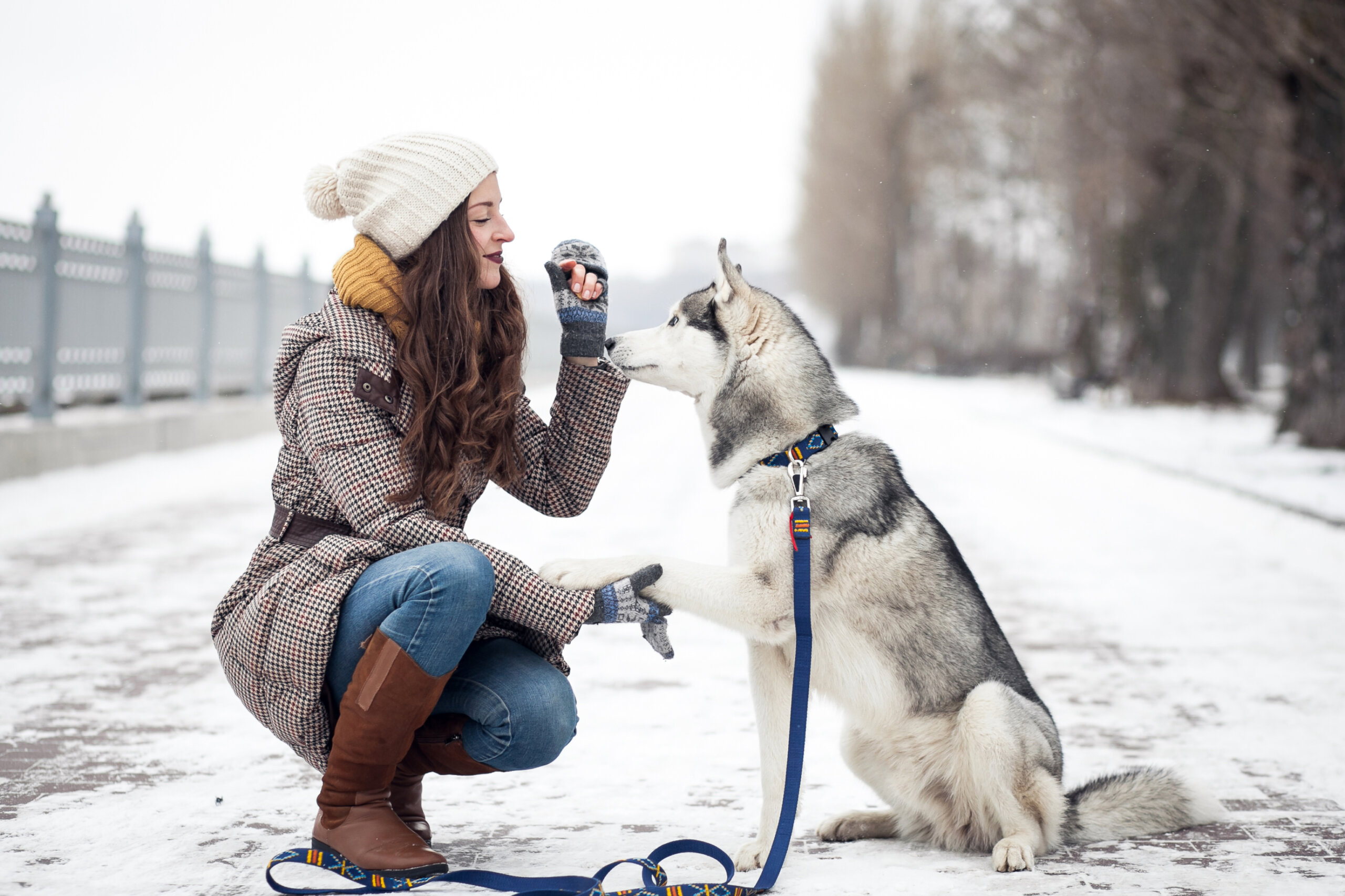 Basic safety tips for walking your dog in the cold Story Telling Co