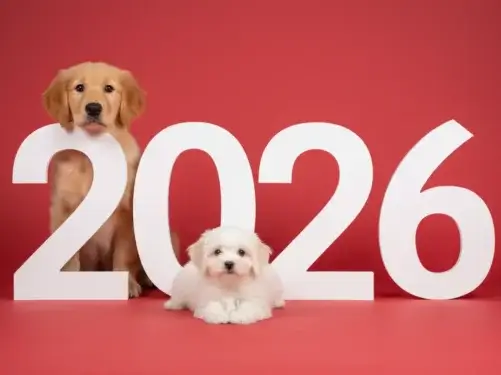 Dog Grooming in 2026: Mobile Grooming Trends & What to Expect